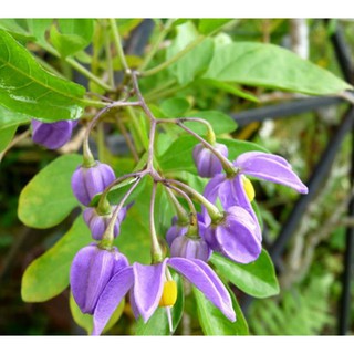 Cây Tiêu Nương