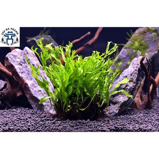 Cây Dương Xỉ sừng hươu