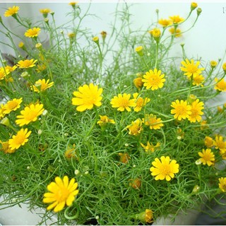 Hạt giống Hoa cúc sao băng đẹp dễ trồng ( gói 50 hạt)