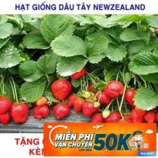 100 Hạt giống Dâu tây đỏ Newzealand LuckyseadTG