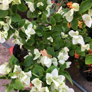 Bông giấy trắng ...diêu bông