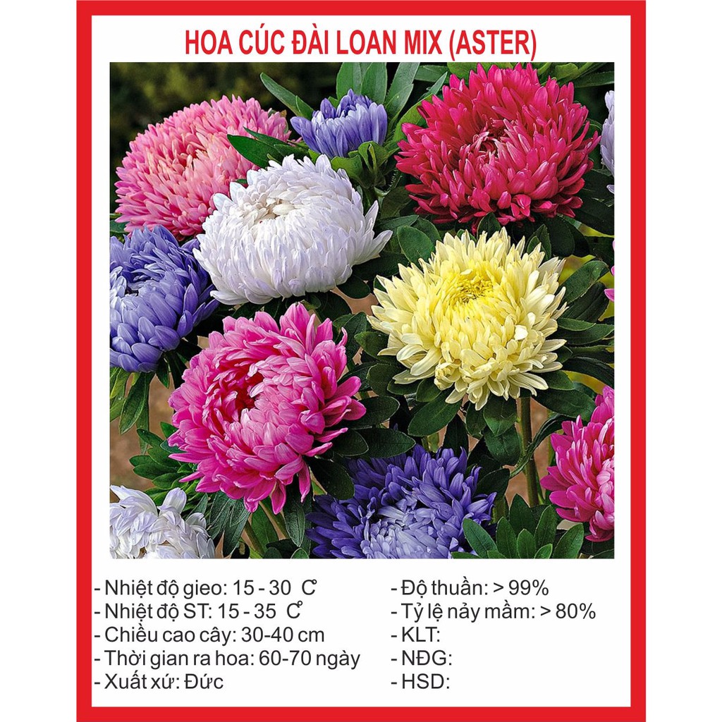 Hạt giống hoa Cúc Đài Loan 50 Hạt