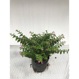 [Xinh Garden] Cây Cẩm Tú Mai