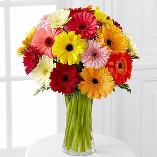 HOA ĐỒNG TIỀN MIX MÀU