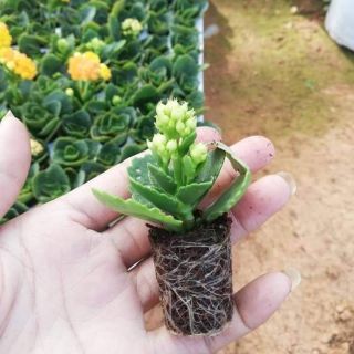 10 cây giống hoa sống đời kép đủ màu