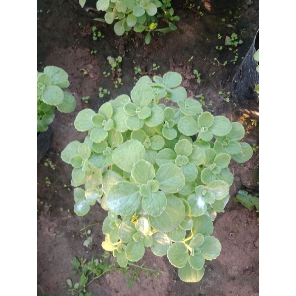Cây nhất mạt hương