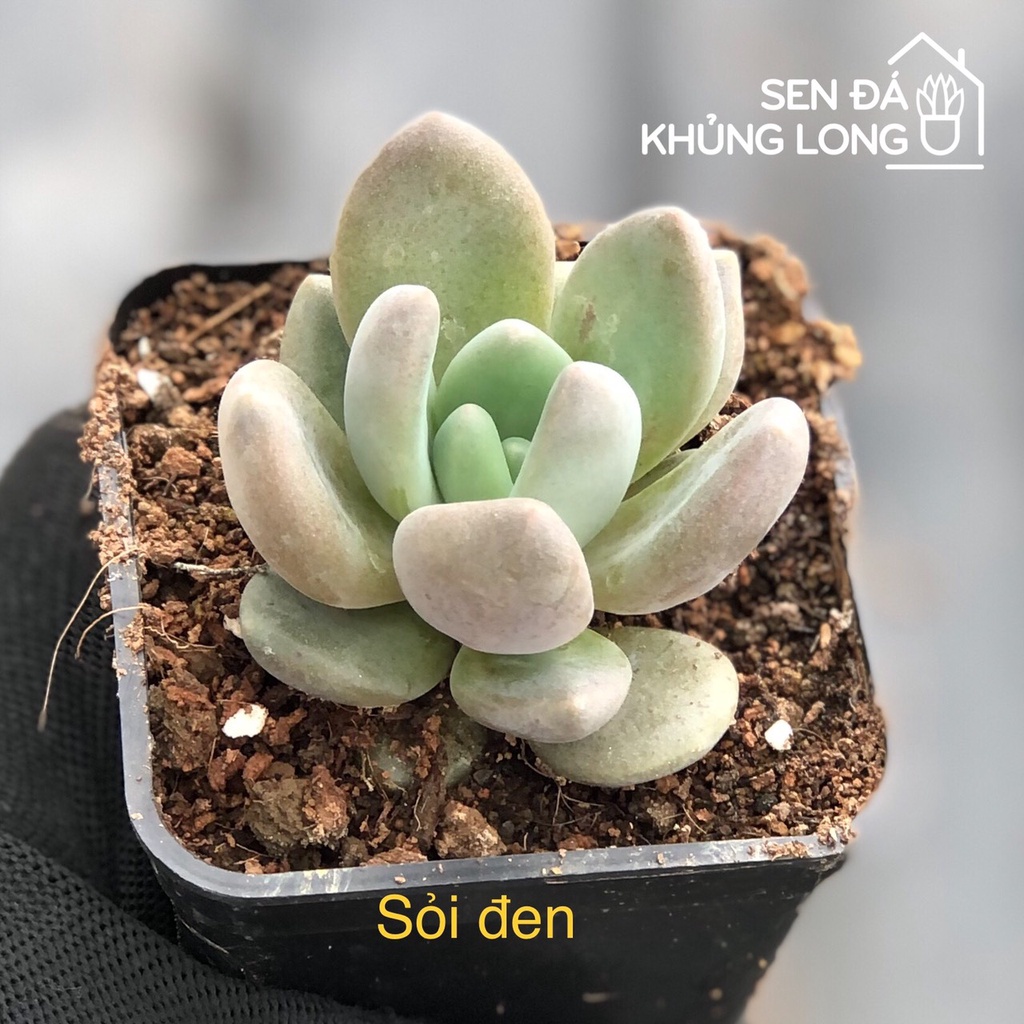 Sen Đá Sỏi Đen - Pachyphytum Oviferum Shireiden