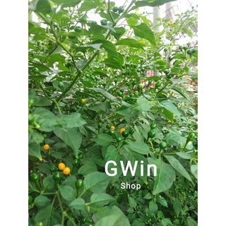 20 quả ớt Peru-Aji Charapita (tặng thêm 5 quả)