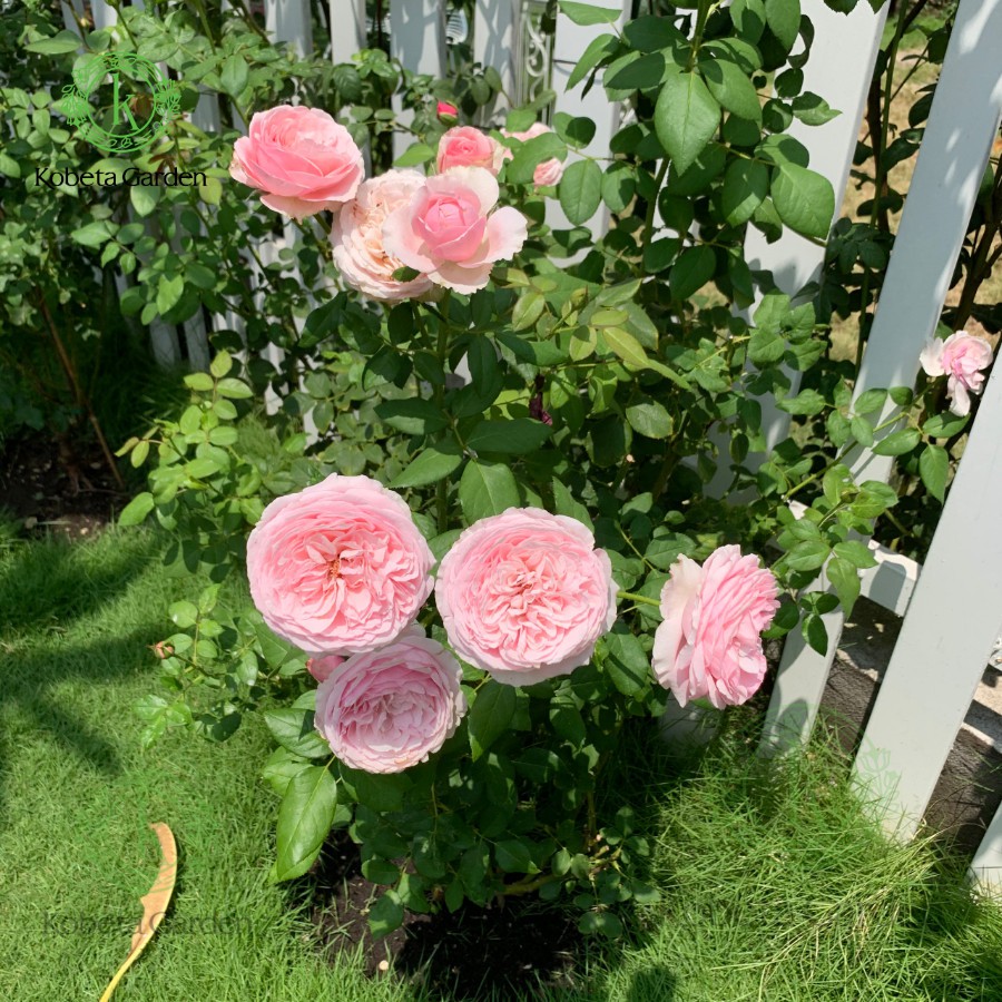 Đất trồng hoa hồng Jardino Rosen - 20L( xuất xứ HÀ LAN )