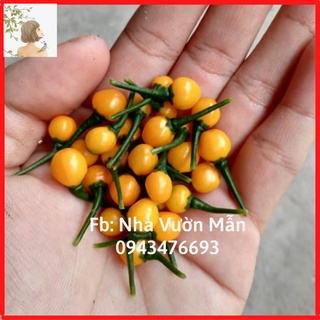 [TẶNG 1 TRÁI] 3 Hạt Giống Ớt Mắc Nhất Thế Giới Aji Charapita 570tr/kg Loại Ớt Ngon Và Đắt Nhất Thế Giới