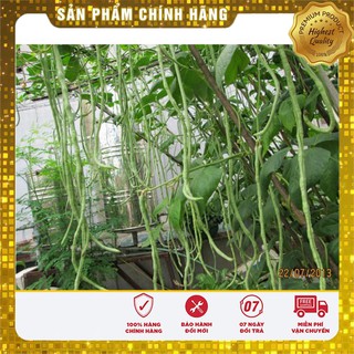 Bộ gói hạt giống đậu đũa xanh