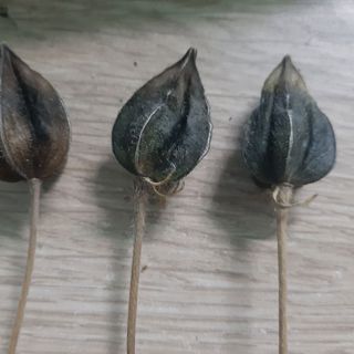 400 Hạt giống sâm Bố chính hoa đỏ