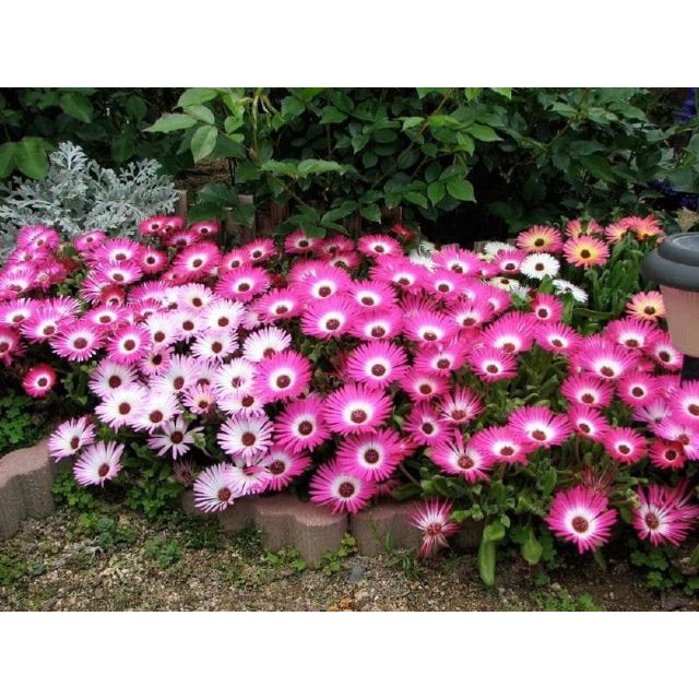 Gói 200 Hạt Giống Hoa Mười Giờ Châu Phi Nhiều Màu Mix luckyseed hạt siêu rẻ