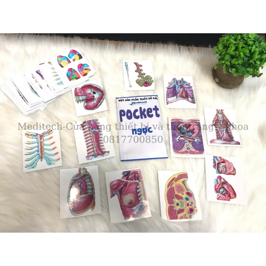 Sticker Giải phẫu từng chương-Pocket Sticker Anatomy Học Giải Phẫu Thông Minh-Đến từ Meditech