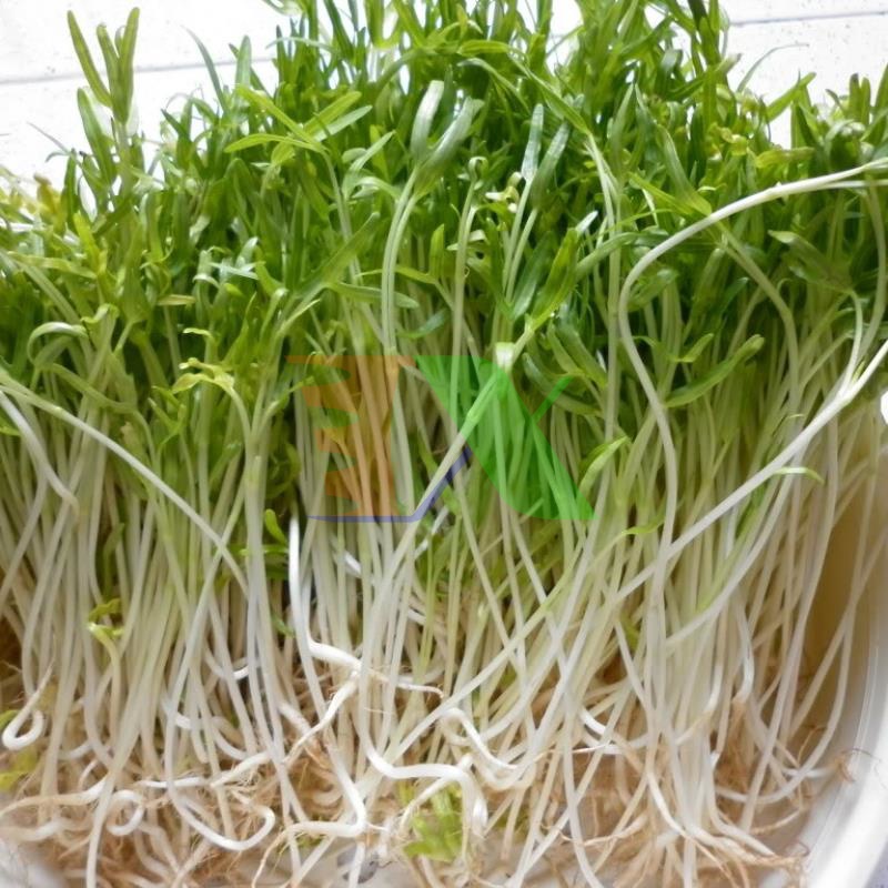 Hạt rau mầm rau muống Thái Lan siêu giòn ngọt