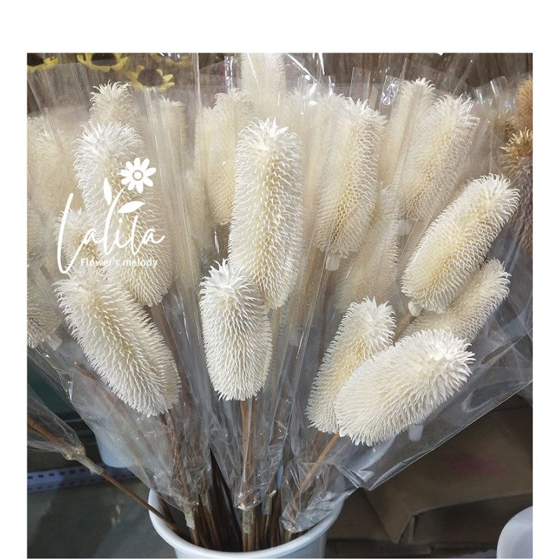 Hoa khô TEASEL trang trí nhà cửa_Gai dứa Decor