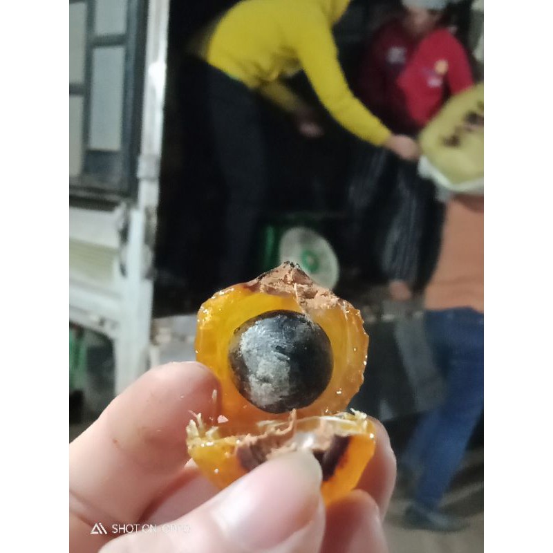 100 hạt giống 🌱bồ hòn