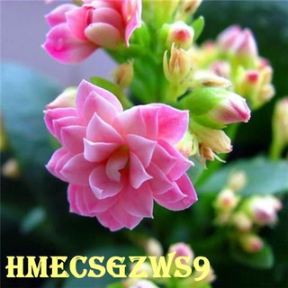 Mua hạt giống hoa trường hoa sống đời 100h