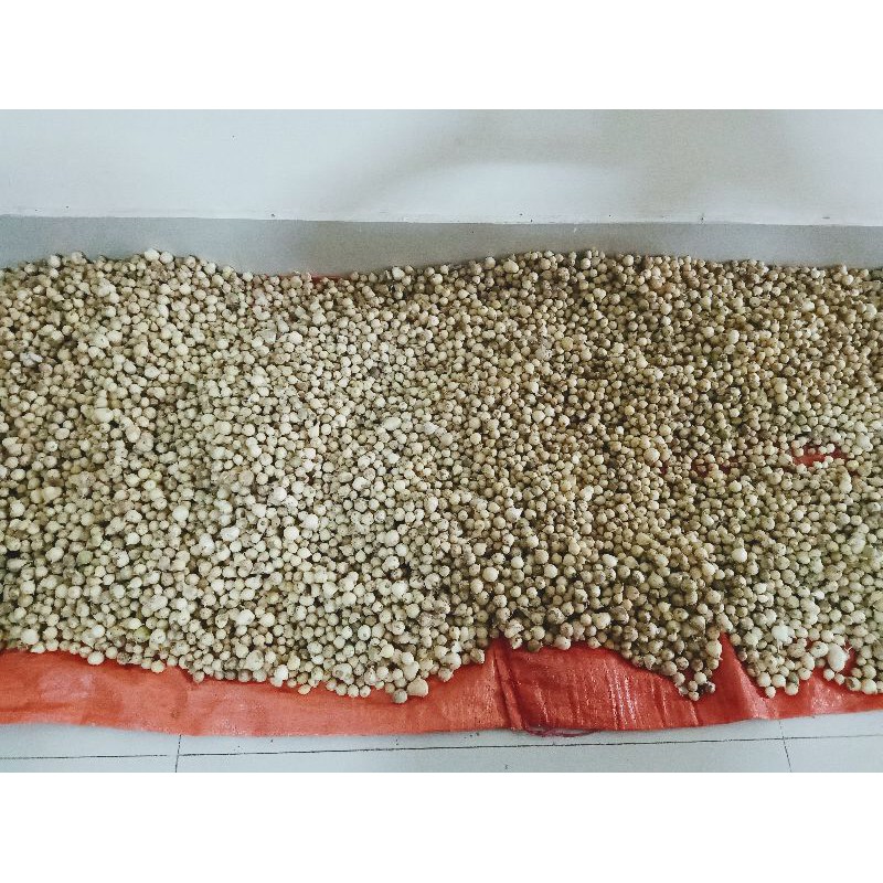 1kg hành tăm/ củ nén