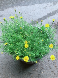 Hoa Sao Băng