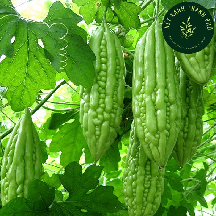 Hạt Giống Mướp Đắng/ Khổ Qua Oganic