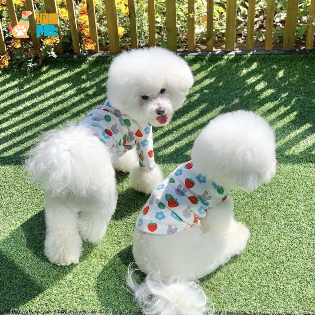 Áo Thun Ba Lỗ Hình Trái Dâu Thỏ Cho Chó Mèo Hàn Quốc Quần Áo Thú Cưng Cao Cấp Hihapet.