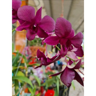 Cây hoa lan dendro màu tím than hàng Thái Lan