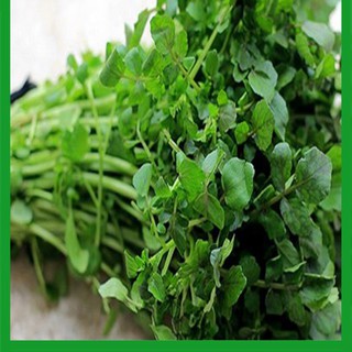 Hạt giống rau Cải Xoong