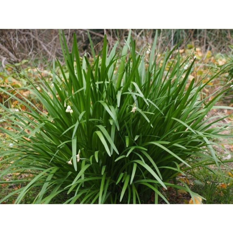 Hạt giống lá hẹ Tây - gói 1 gram