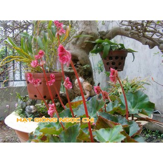 Hạt Giống Hoa Sen Cạn - 15 Hạt