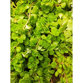 Sedum Vảy Cá