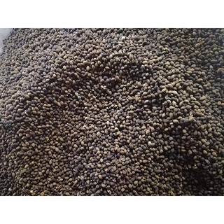 Hạt Giống Cây Bồ Đề (Cánh Kiến Trắng) - 30 hạt - STHG2