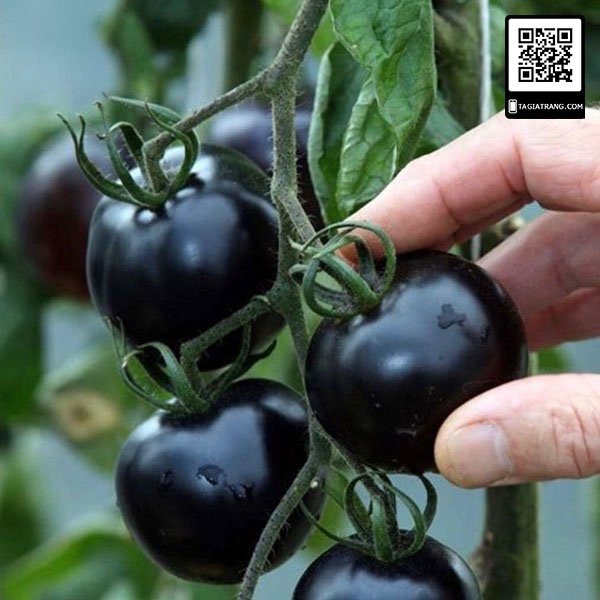 Hạt giống cà chua đen cherry - Gói 0.1g