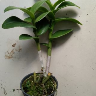 Lan denro màu vàng lưỡi đỏ