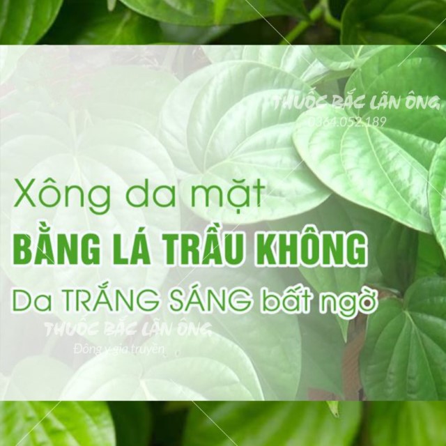 Bột Lá Trầu Không Nguyên Chất 500g