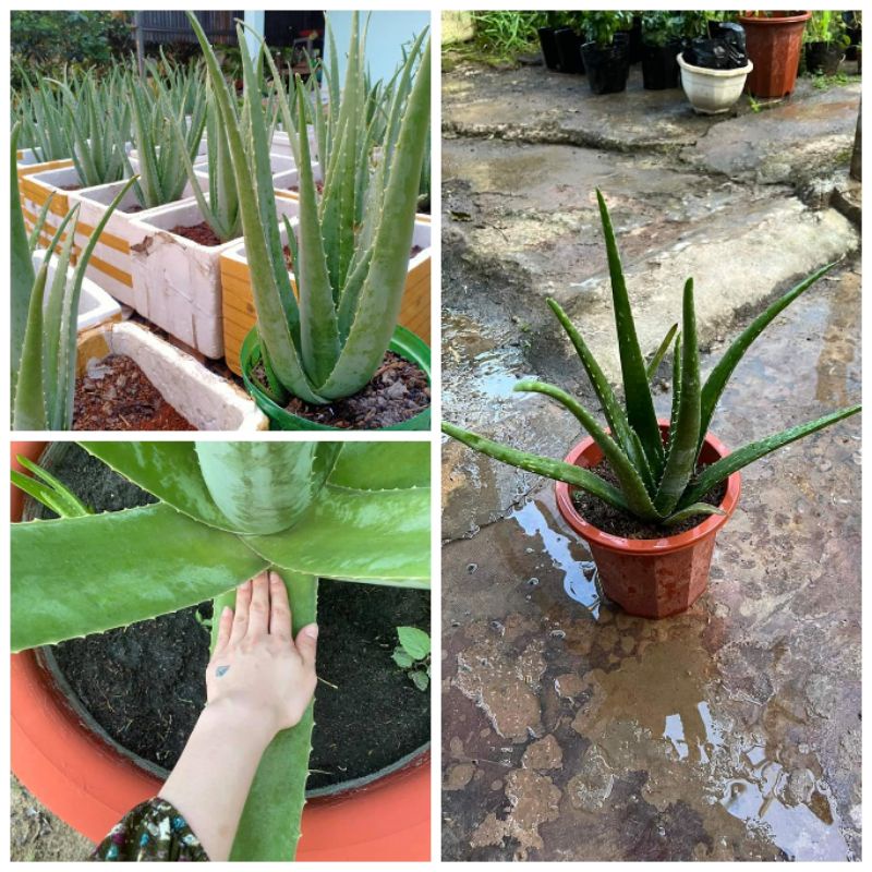 Cây Nha Đam mỹ bẹ to (Lô hội) cây to đẹp, khoẻ