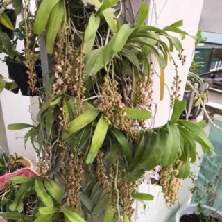 PHONG LAN TAM BẢO SẮC  (giò)