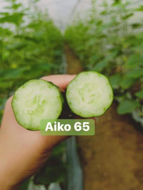 [Hạt giống Nhật]Hạt dưa leo Aiko 65 dài Nhật Bản tự thụ phấn, giòn ngọt, sai quả gói 10 hạt