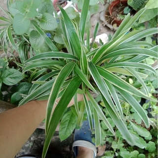 Cây mến khách,  cây lan bạch chỉ