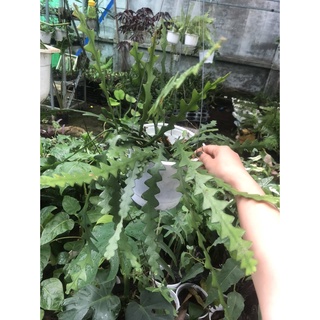 Cây quỳnh xương cá - fishbone cactus