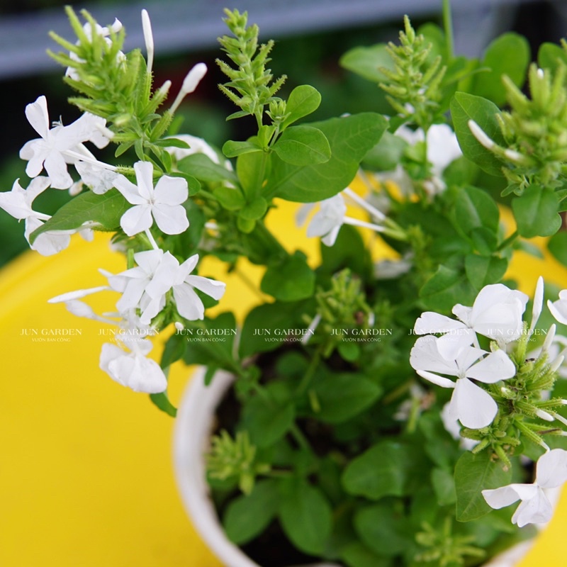 Cây Hoa Bạch Xà JUN GARDEN Đuôi Công Trắng