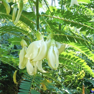 HẠT BÔNG SO ĐŨA TRẮNG - GÓI 2 GRAM