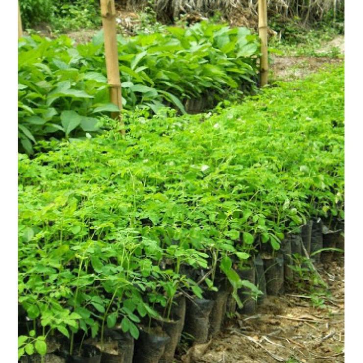 Giống cây chùm ngây F1 🌴Mua 4 tặng 1 cây bất kì🌴
