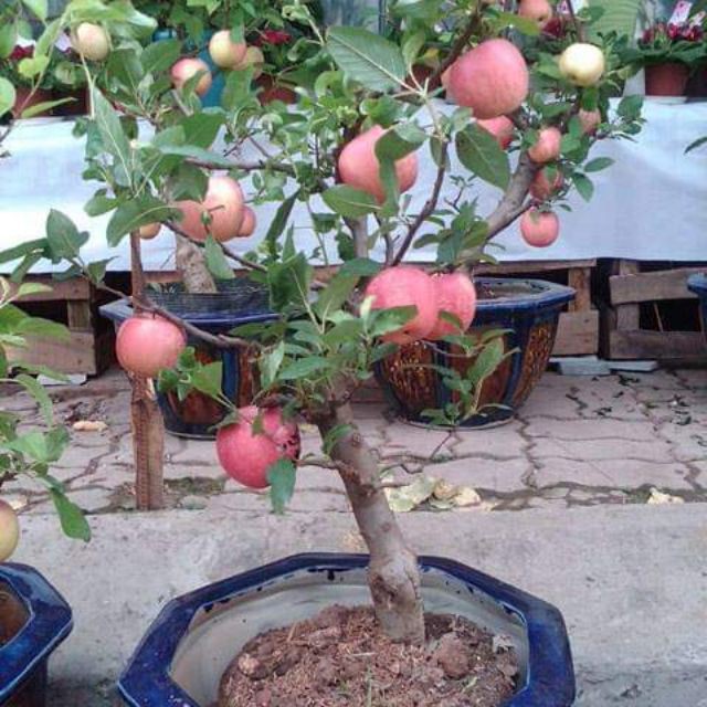 Cây táo đỏ lùn nhập giống Mỹ (cây con giống F1) dễ trồng nhanh thu hoạch siêu quả năng suất cao 1 năm 2 vụ - QD37