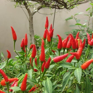 Hạt Giống Ớt Chỉ Thiên