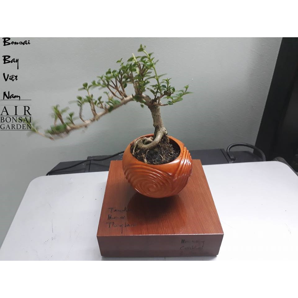 Bonsai bay - air bonsai  Việt Nam thư pháp