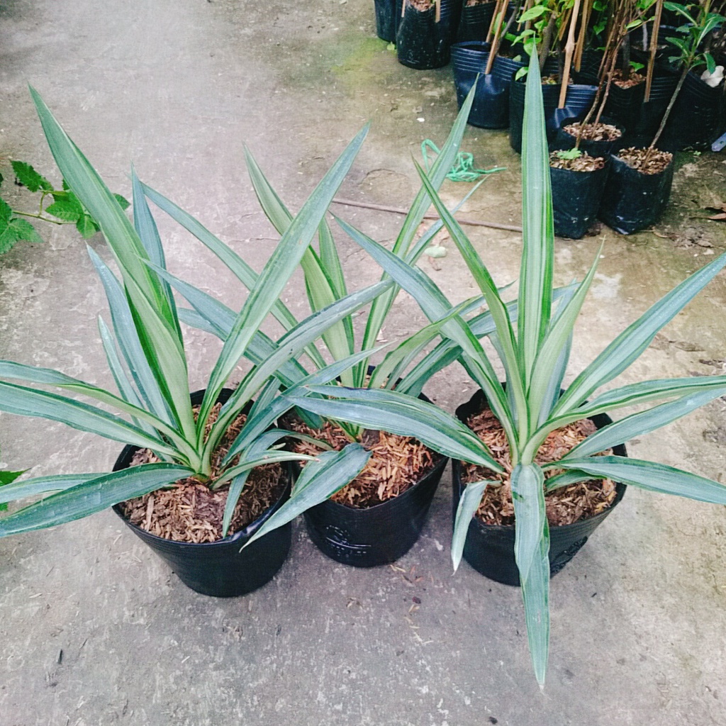 Cây Phát Tài Thái