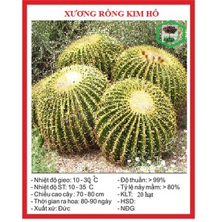 20 Hạt giống cây xương rồng kim hổ