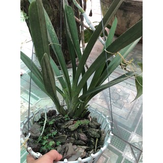 kiếm lùn mặt hoa xổ số
