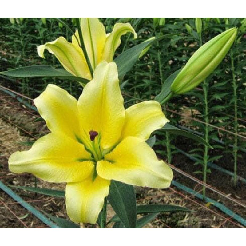 Củ hoa ly thơm cao